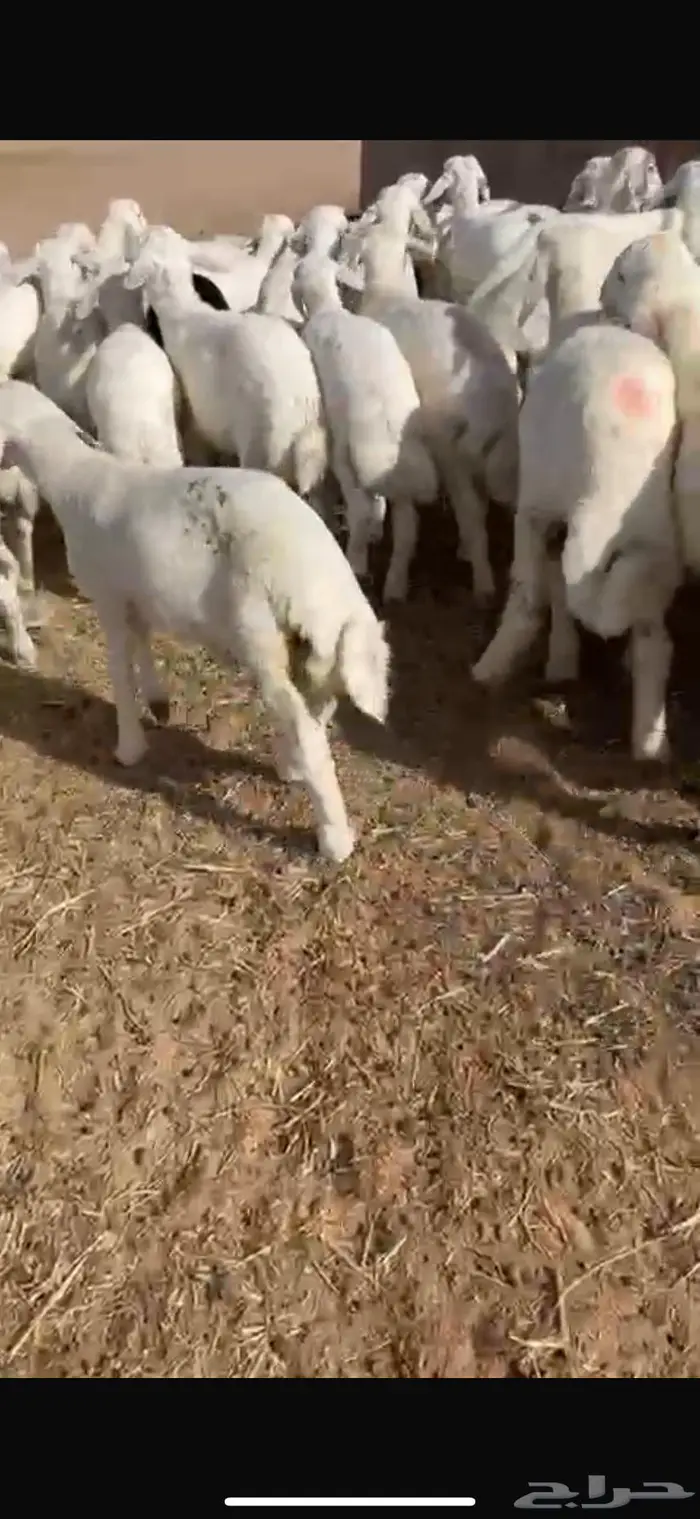 بهم حري تربيه 1