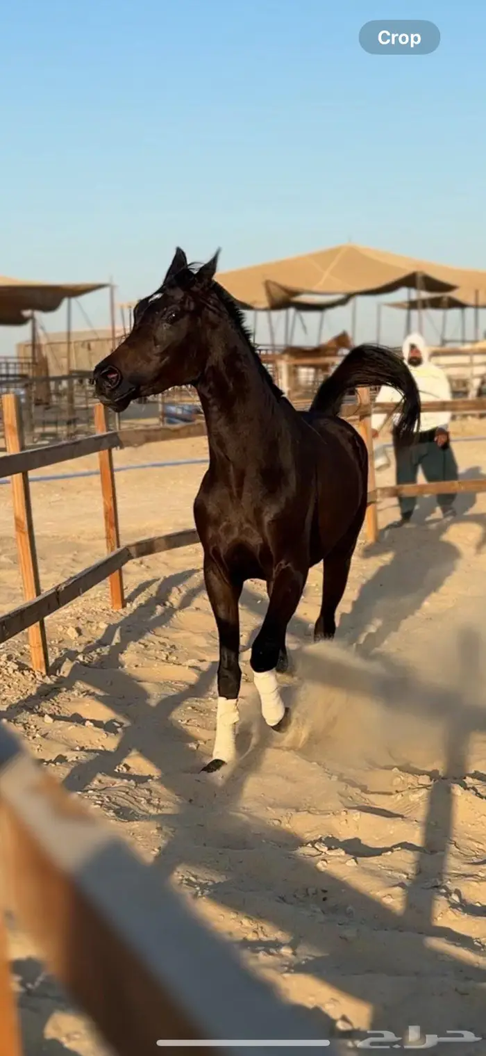 حصان فاخر لون ملكي 0