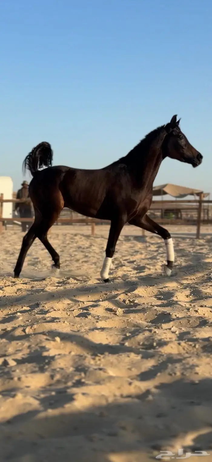 حصان فاخر لون ملكي 4