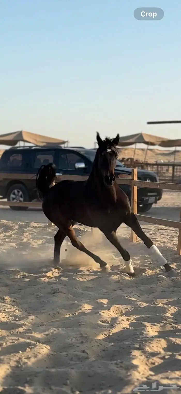 حصان فاخر لون ملكي 1