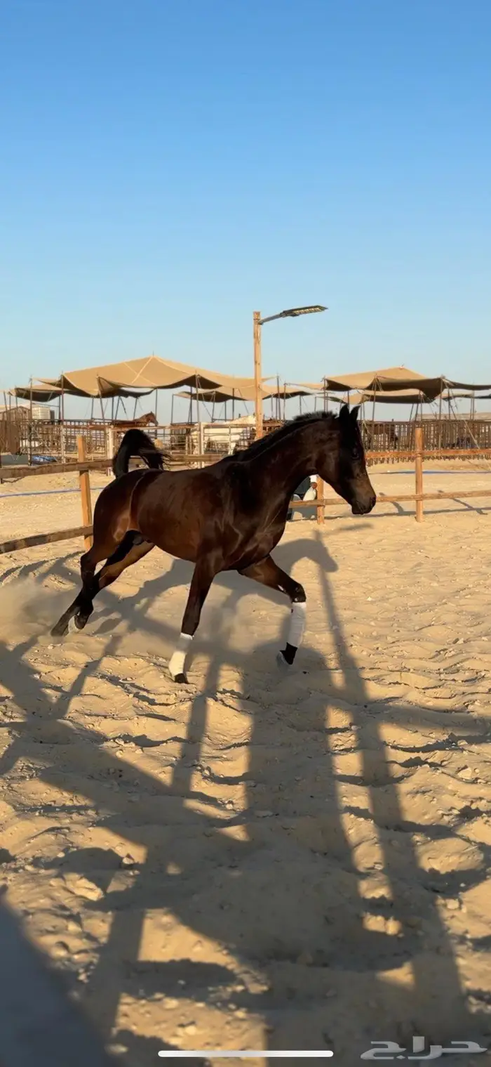 حصان فاخر لون ملكي 3