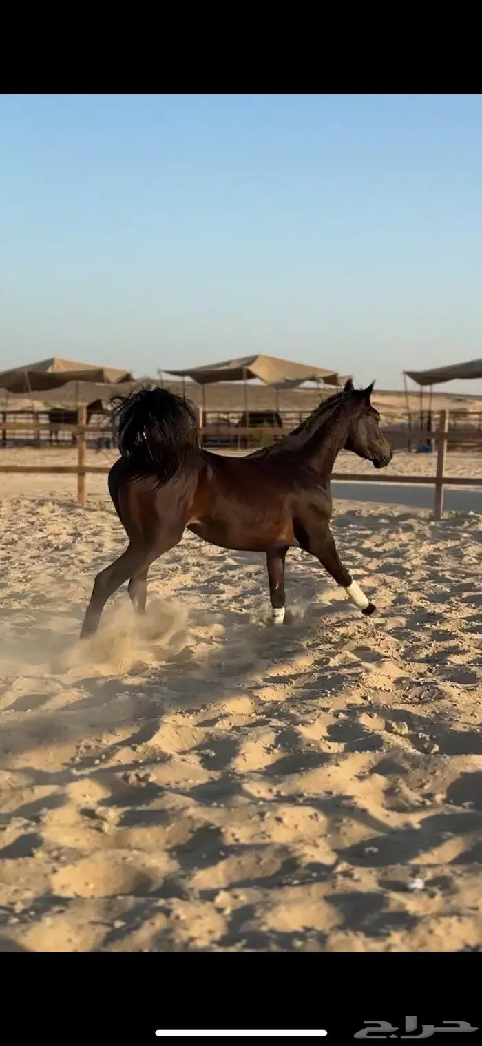 حصان فاخر لون ملكي 2