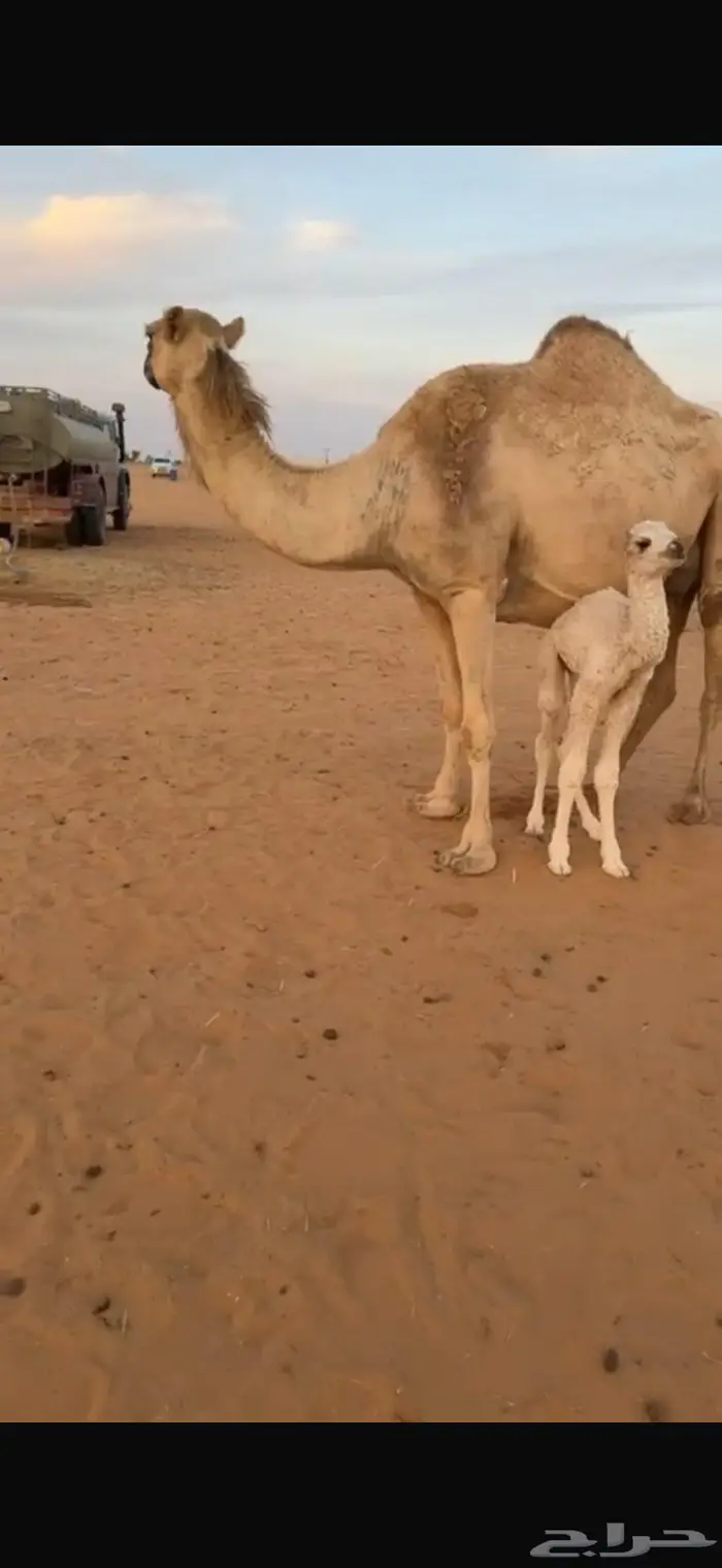 خلفه هديه سوم 13200 0