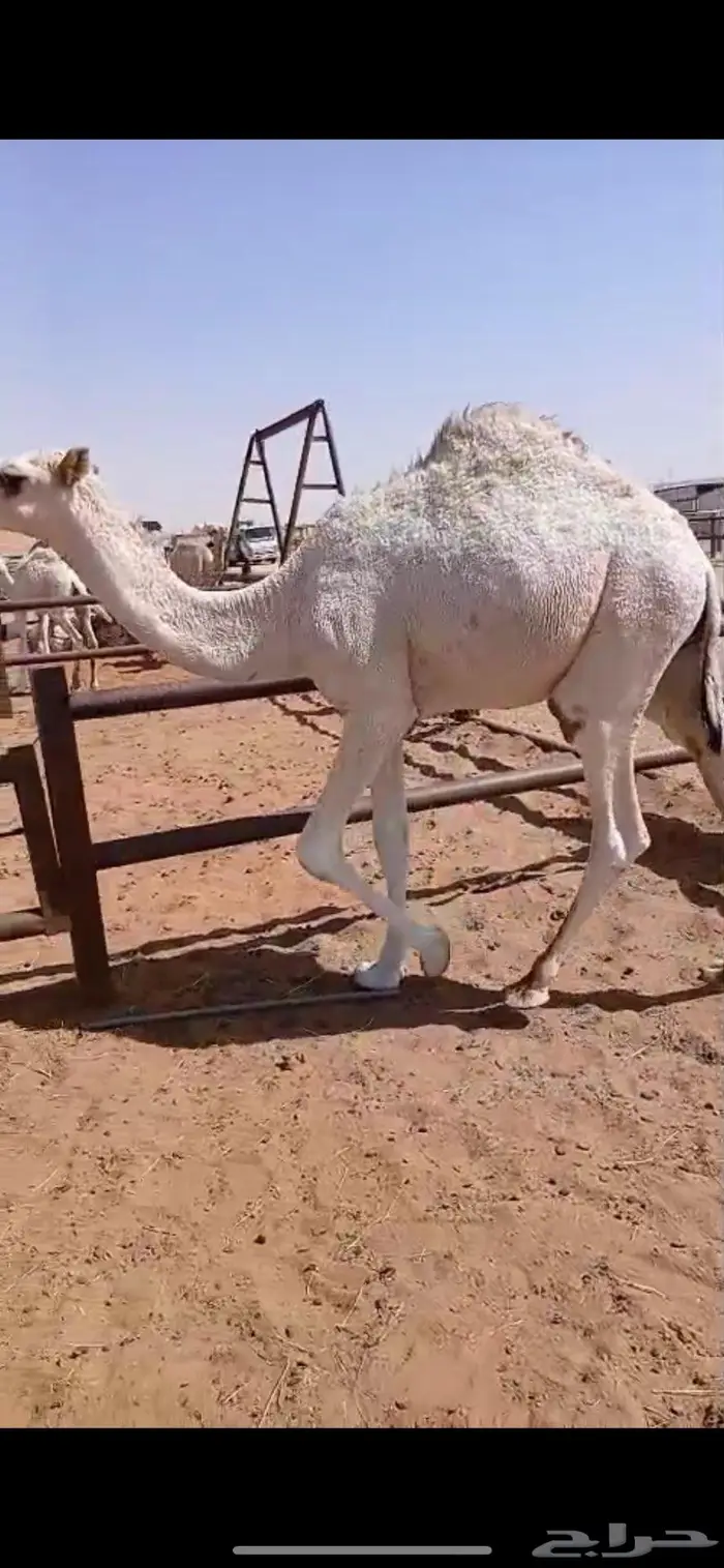 حاشي مفرود 0