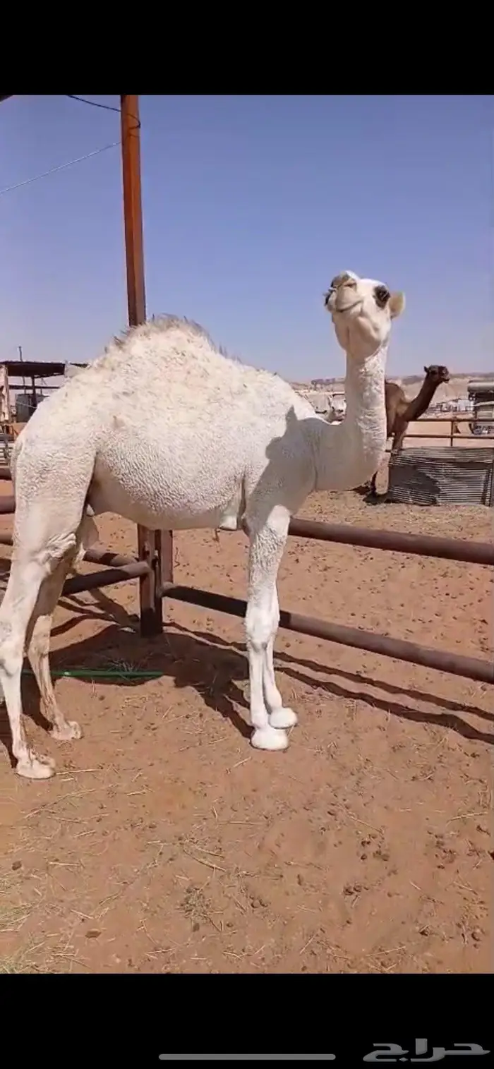 حاشي مفرود 1