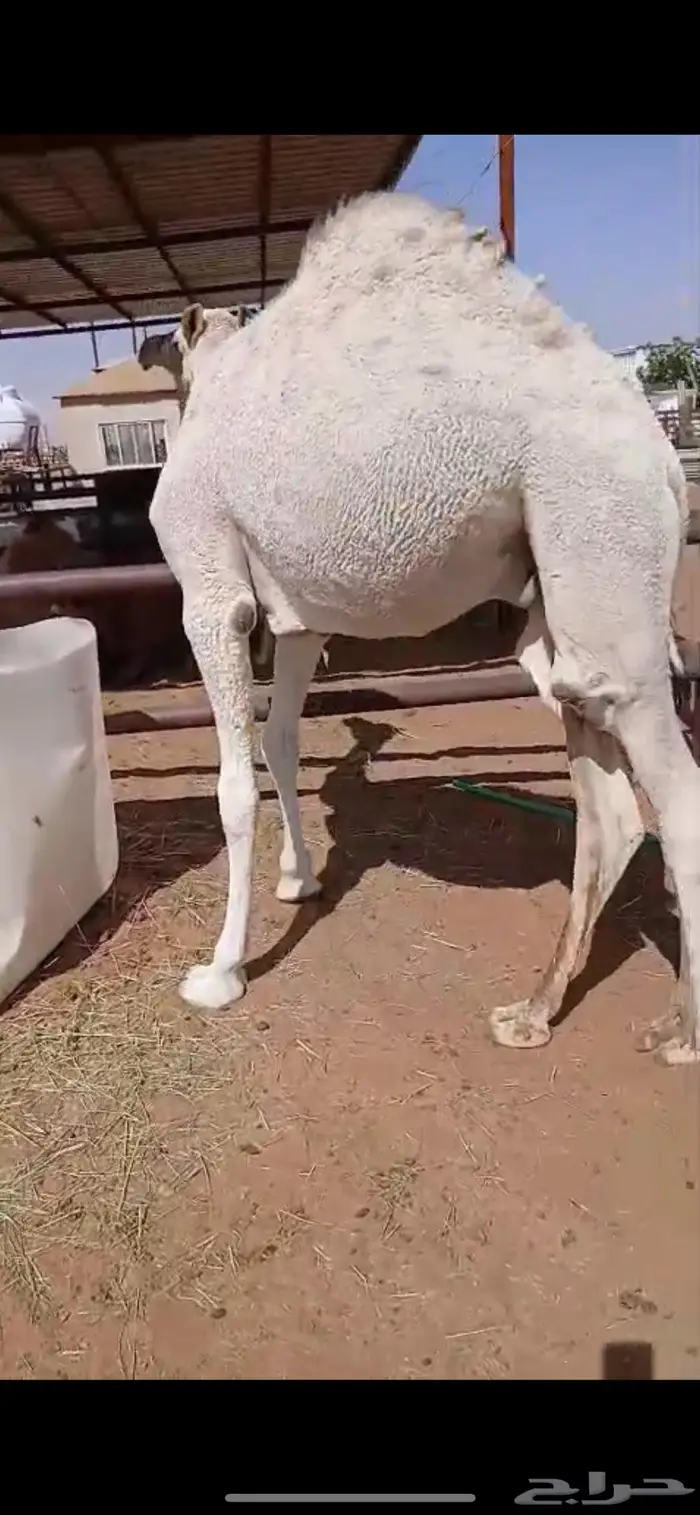 حاشي مفرود 3