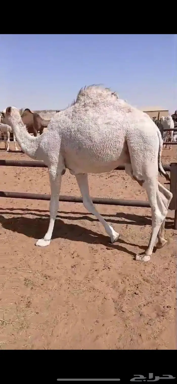 حاشي مفرود 2