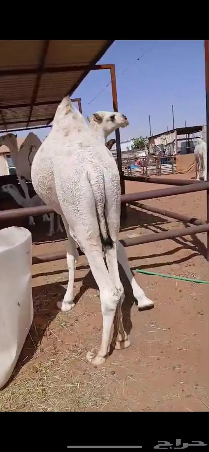 حاشي مفرود 4