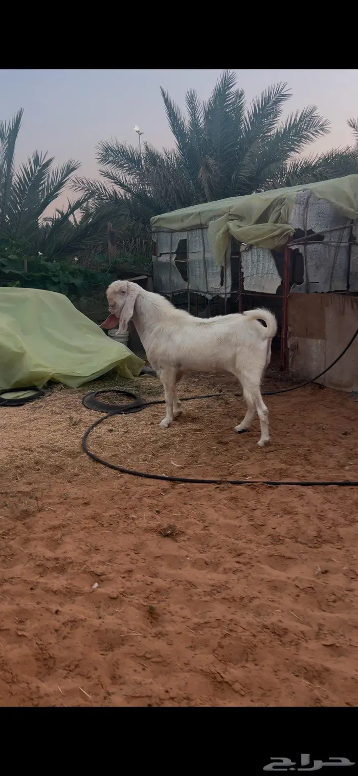 تيس مطور فاخر جرم طيب 0