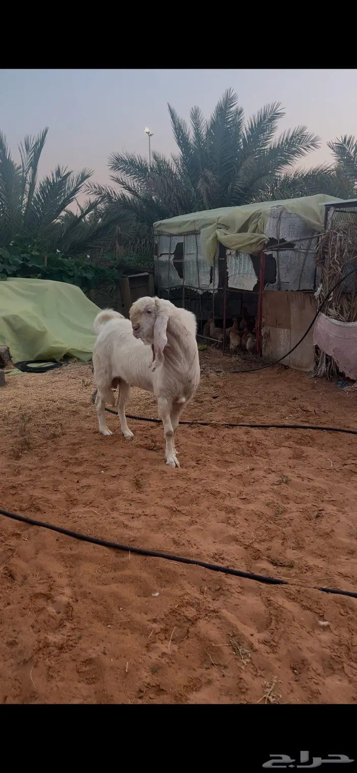 تيس مطور فاخر جرم طيب 1