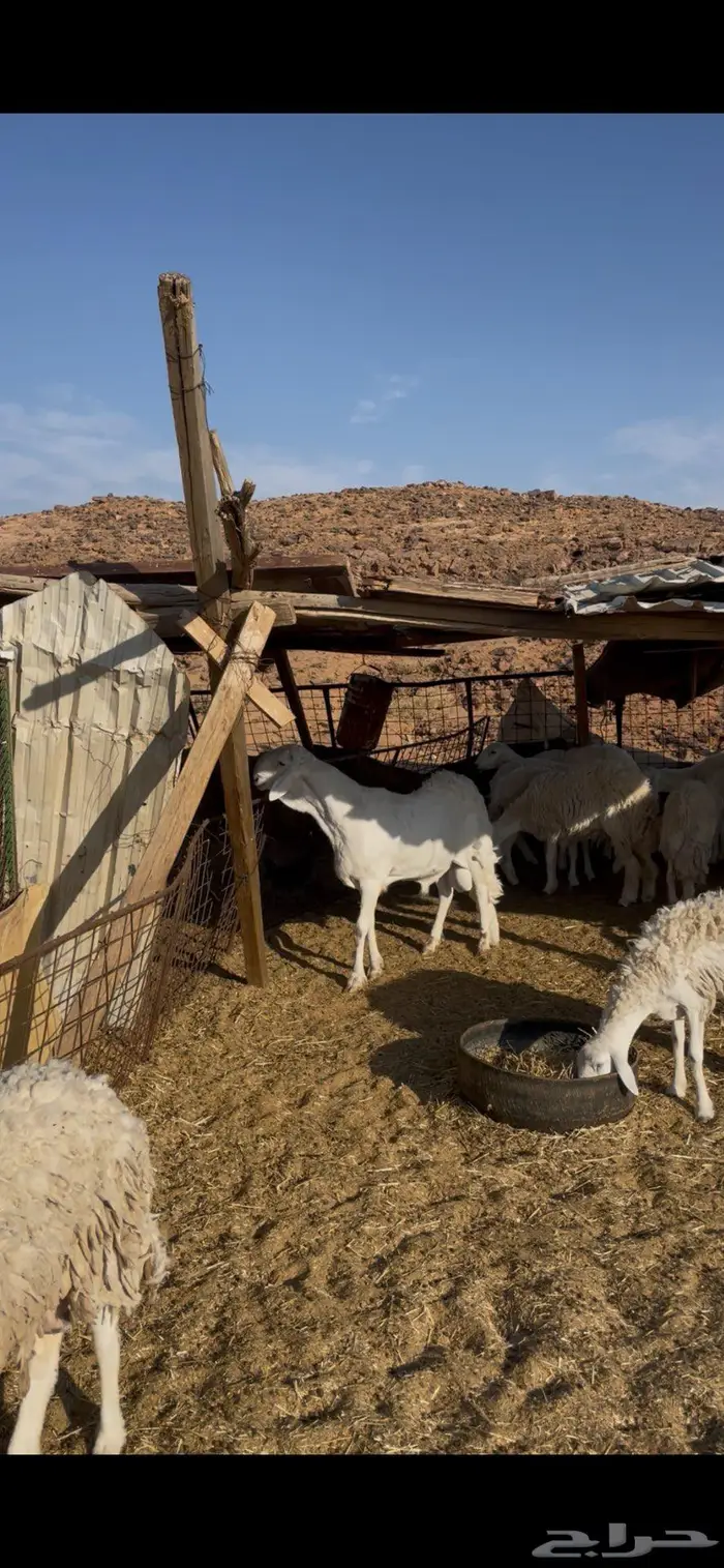 فحل ساكني ابيض 3