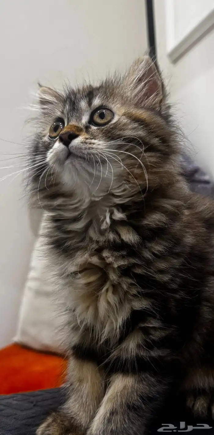 قطة انثى لتبني 3