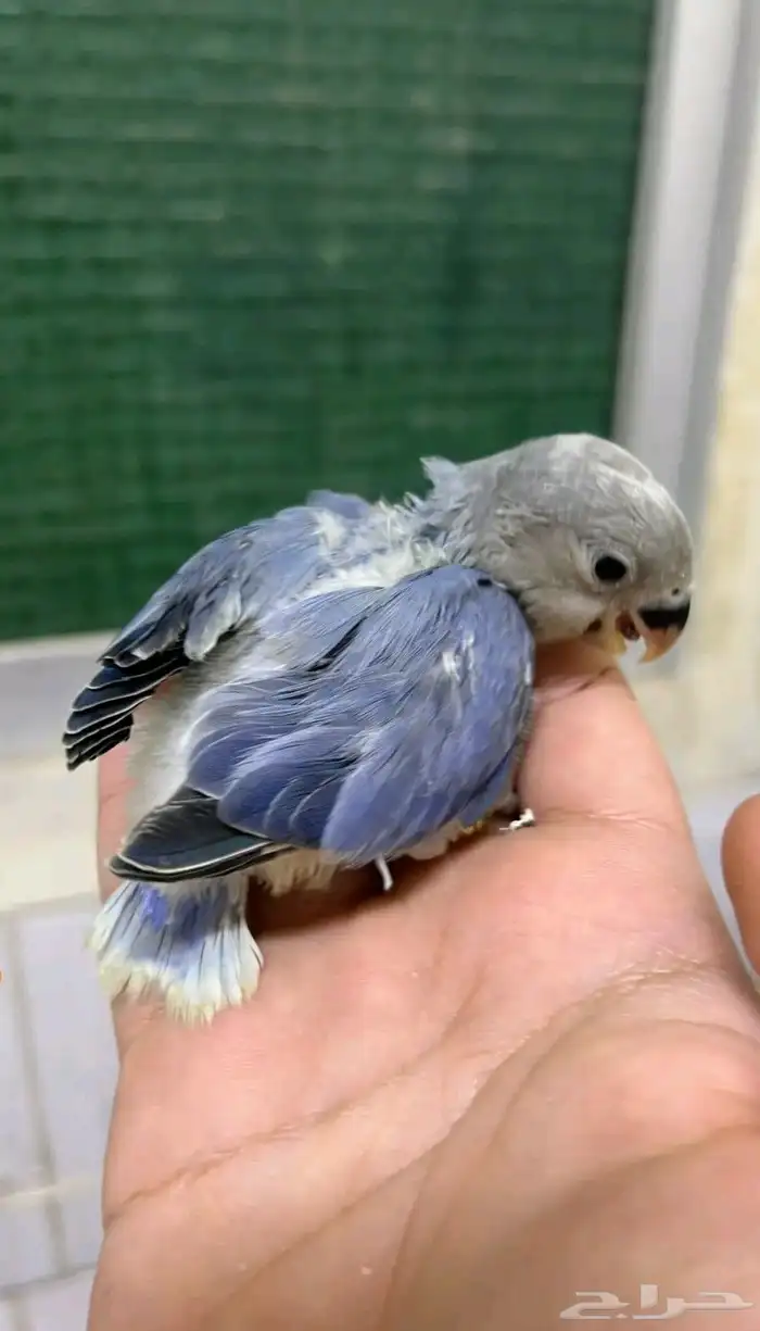 طيور روز اليفه ماشاء الله 1