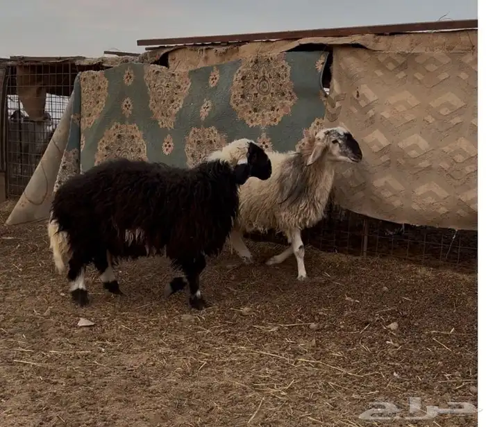 للبيع خروفين مهجنات طيبات وفر لحم 0