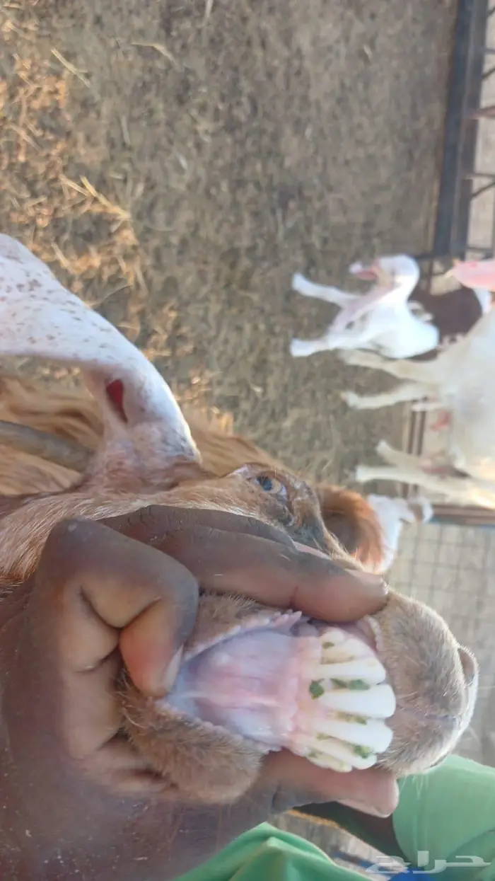 معزاء هولندية خلفات 8