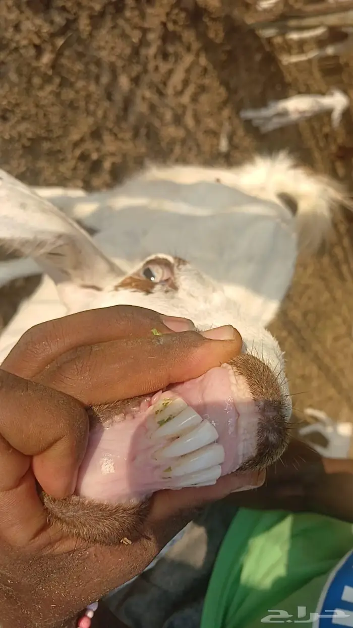 معزاء هولندية خلفات 10