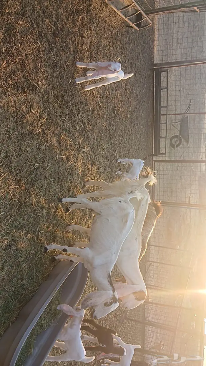 معزاء هولندية خلفات 3