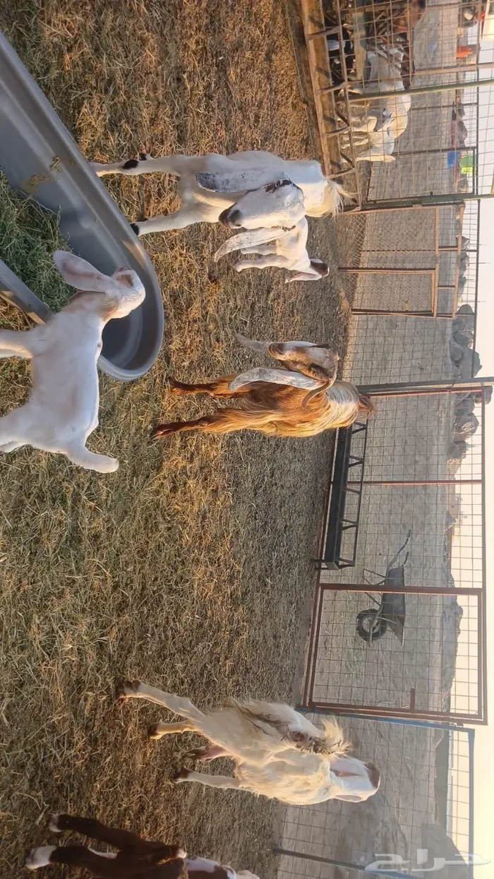 معزاء هولندية خلفات 9