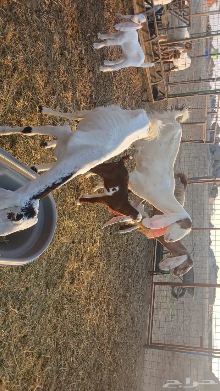 معزاء هولندية خلفات 7