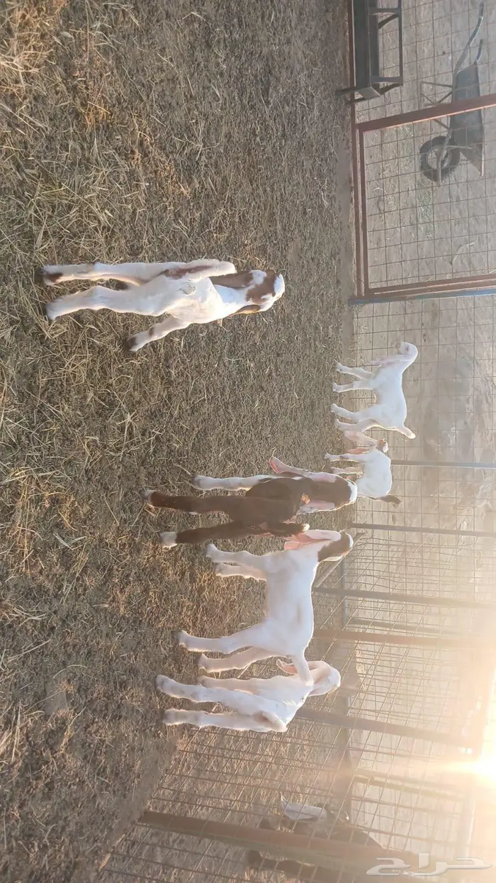 معزاء هولندية خلفات 0