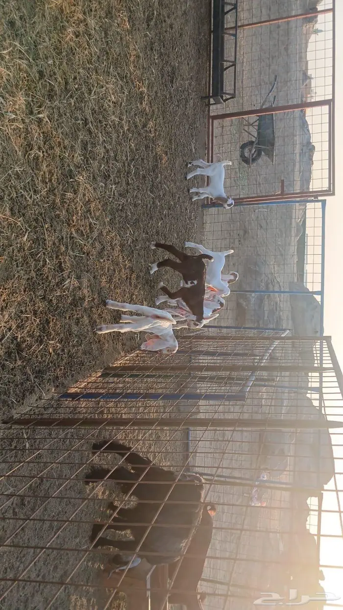 معزاء هولندية خلفات 1