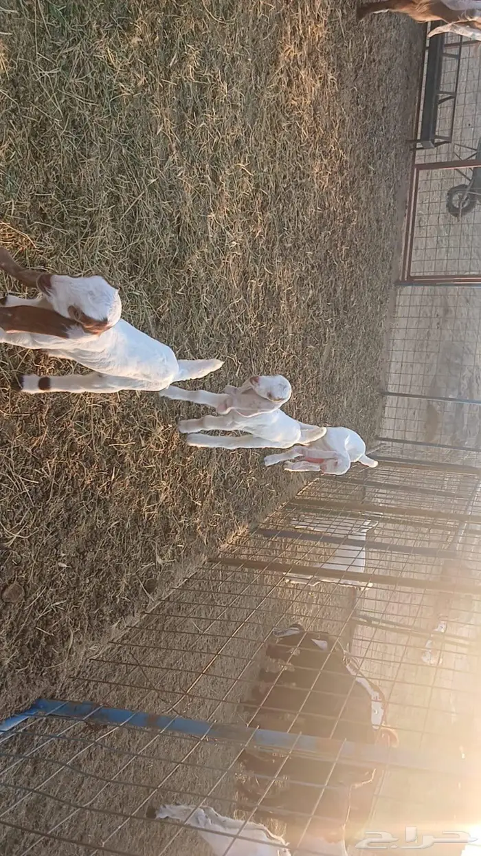 معزاء هولندية خلفات 6