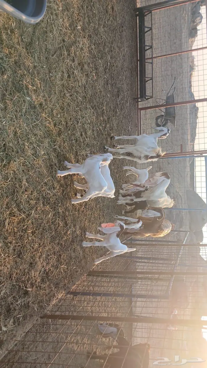 معزاء هولندية خلفات 5