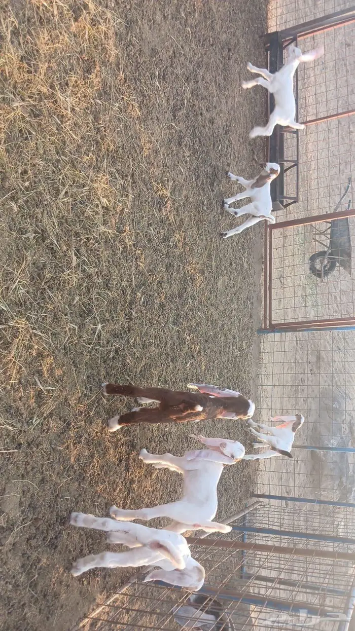 معزاء هولندية خلفات 4