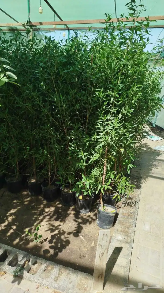 مصطفى بيع جميع انواع النخل والشجر والعشيب والورد والزهر وقص 9