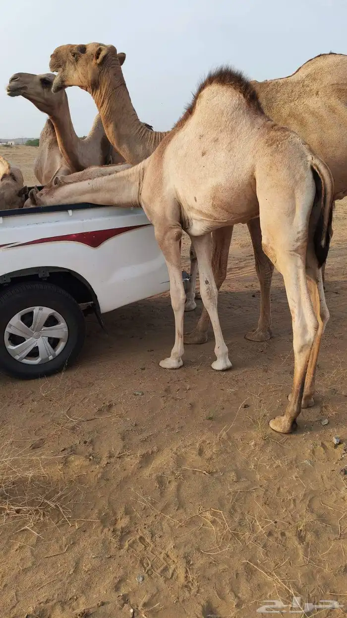 قعدان اثنين لباني شحم 0