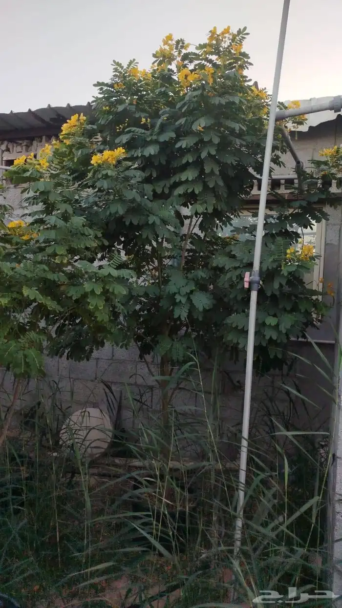 مصطفى بيع جميع انواع النخل والشجر والعشيب والورد والزهر وقص 3