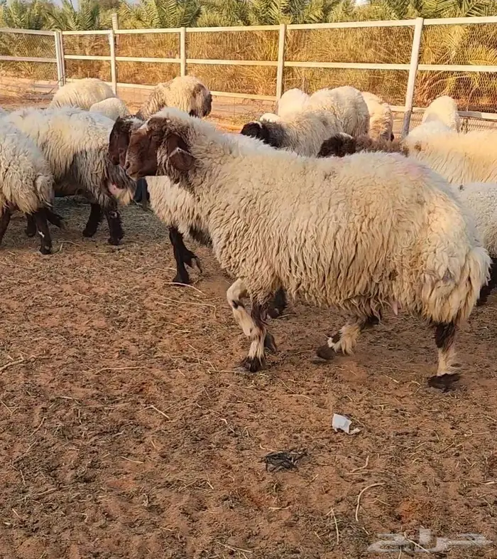 غنم نعيم مراح واحد 0