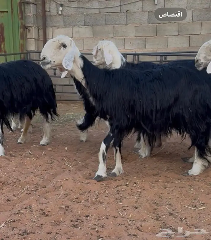 غنم نجد صنف 10