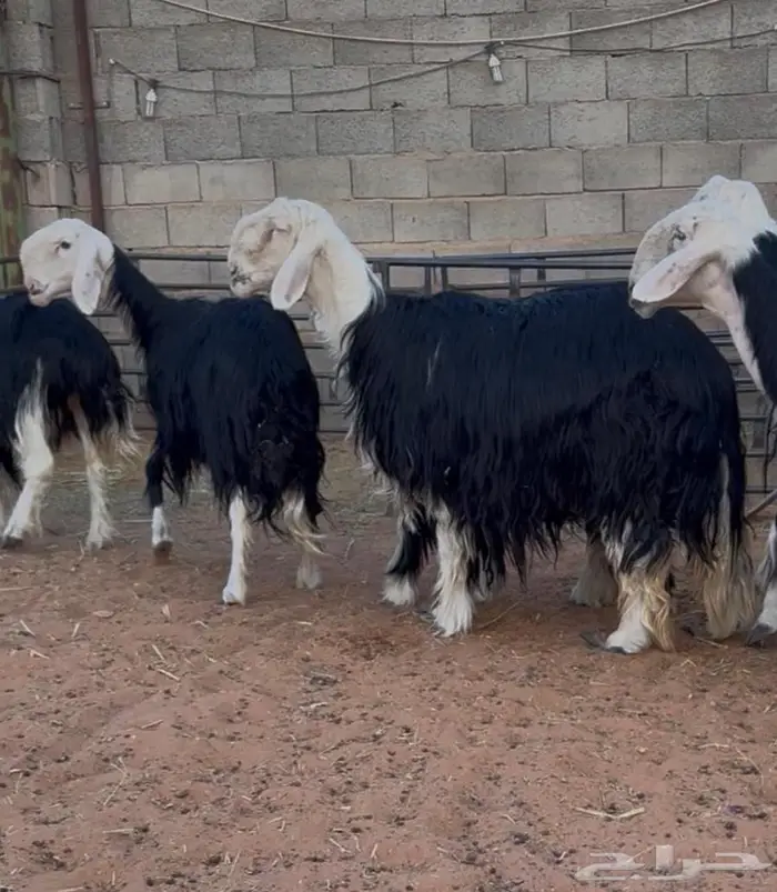 غنم نجد صنف 11