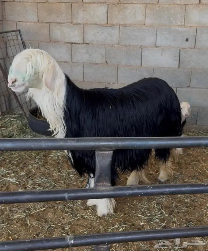 غنم نجد صنف 8