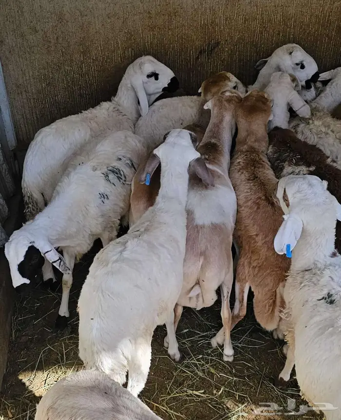 سواكني جزعان مرابي اعمارها حول ال 8 شهور 6