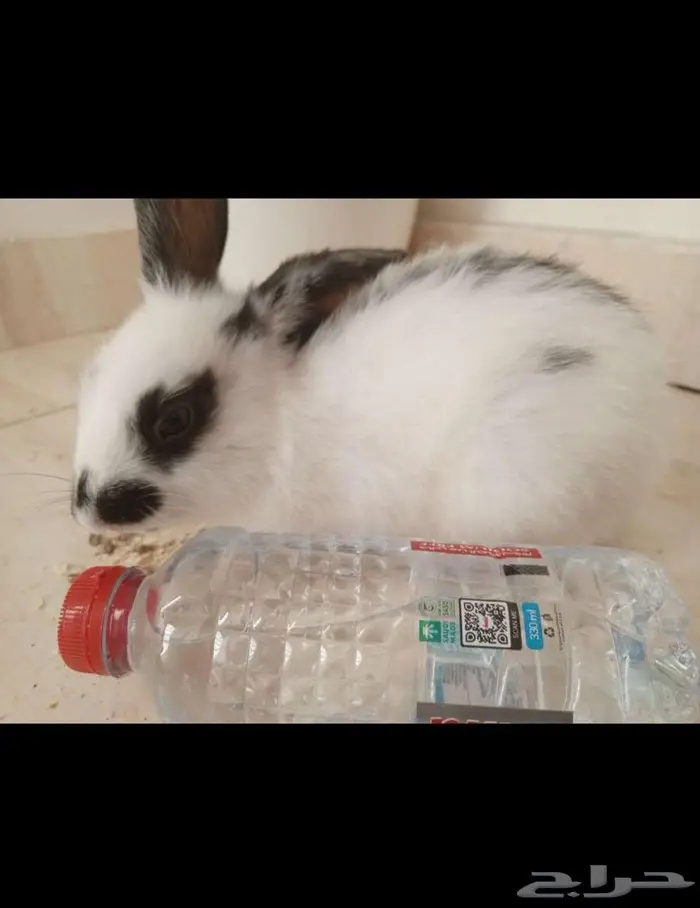 أرنب فرنسي اسود ببيض ذكر والسوداء أنثى 2