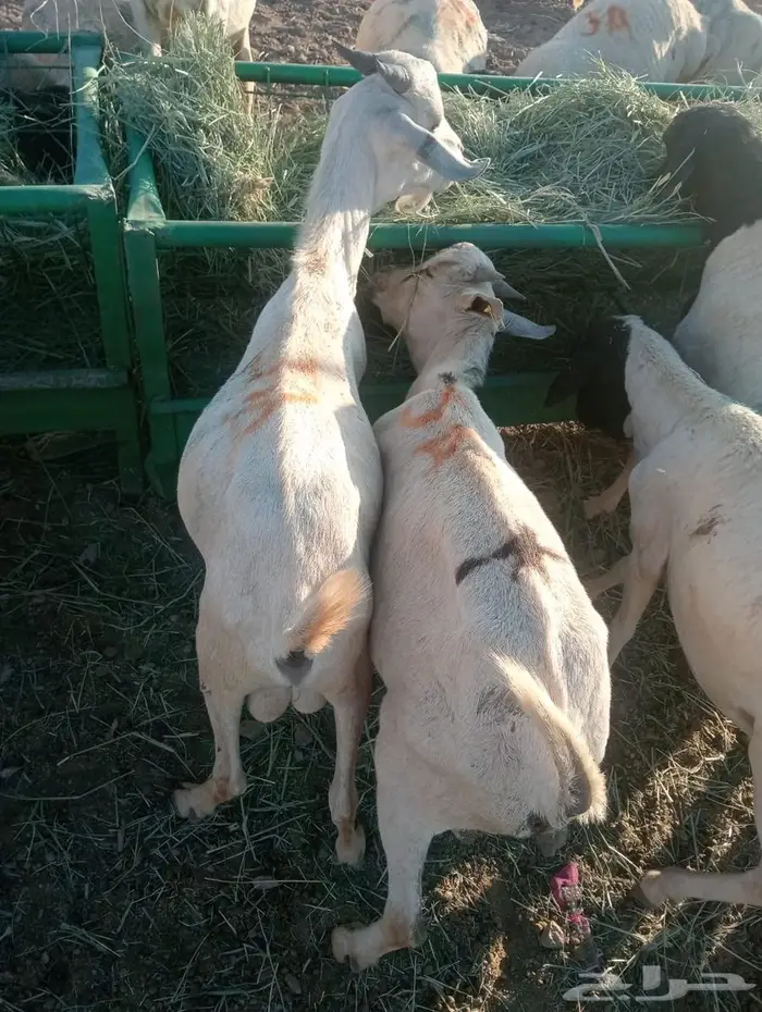 لا تفوت العرض.. تيوس وبرابر أحجام طيبة 1