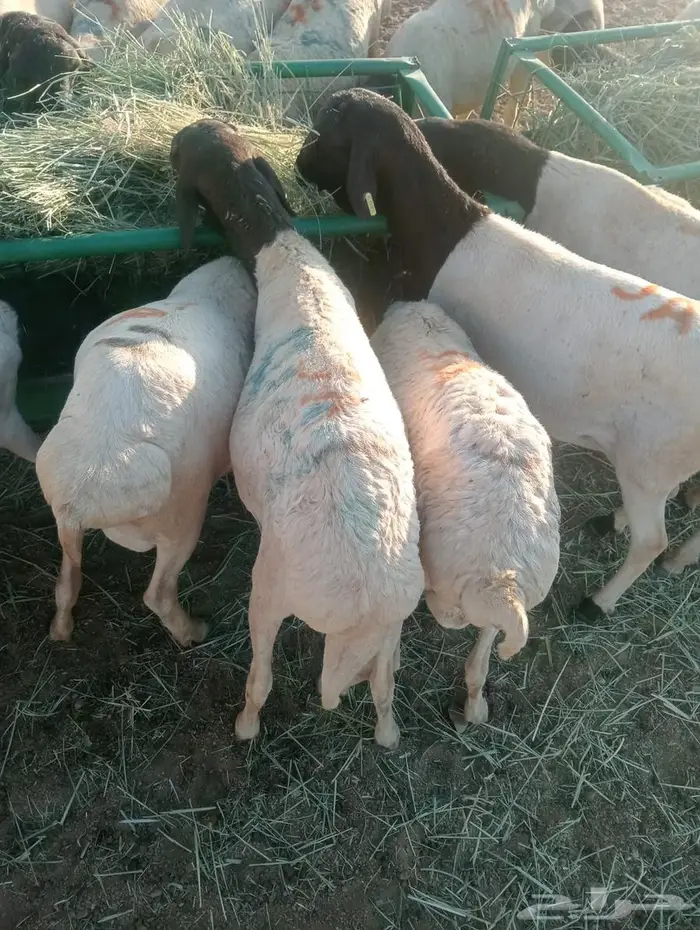 لا تفوت العرض.. تيوس وبرابر أحجام طيبة 0