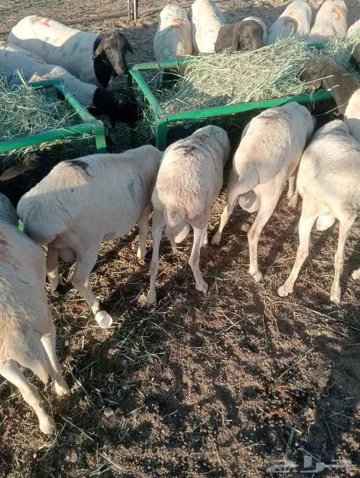 لا تفوت العرض.. تيوس وبرابر أحجام طيبة 10