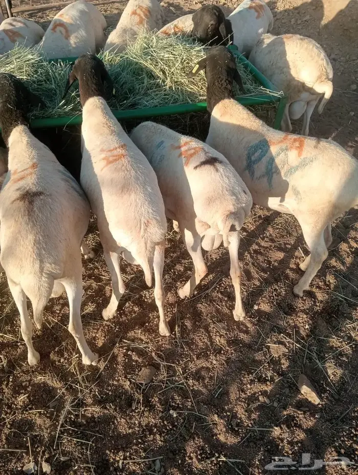 لا تفوت العرض.. تيوس وبرابر أحجام طيبة 6