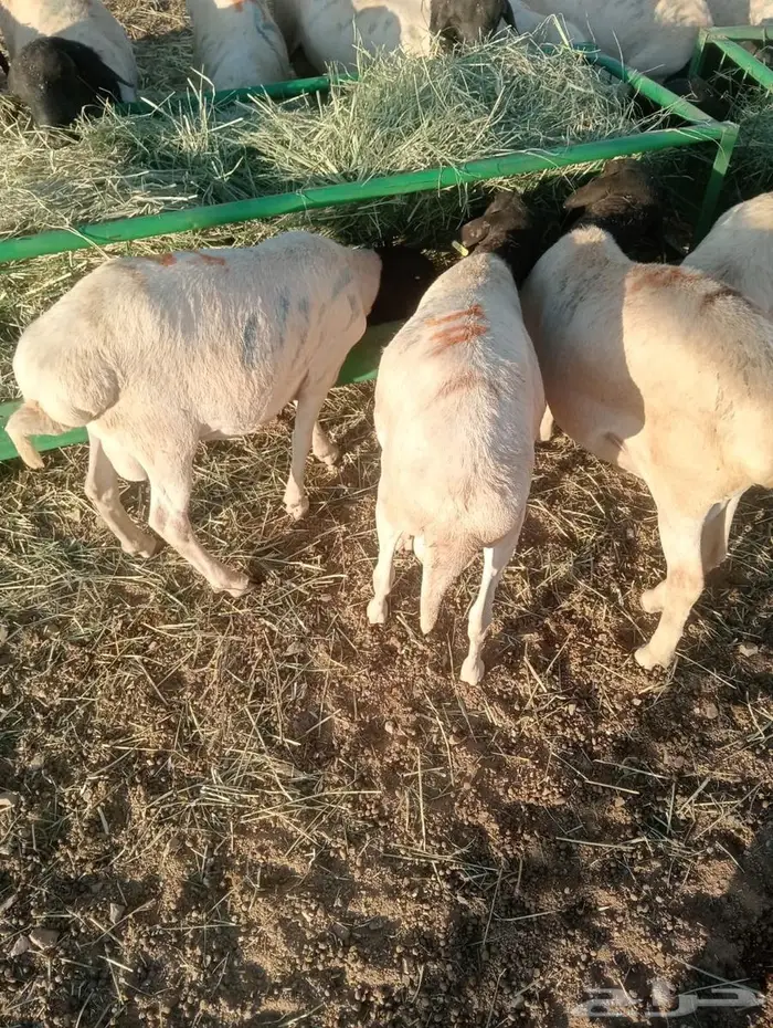 لا تفوت العرض.. تيوس وبرابر أحجام طيبة 8