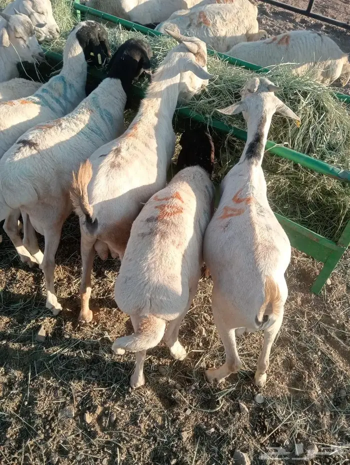 لا تفوت العرض.. تيوس وبرابر أحجام طيبة 7