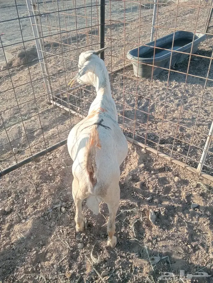 لا تفوت العرض.. تيوس وبرابر أحجام طيبة 9