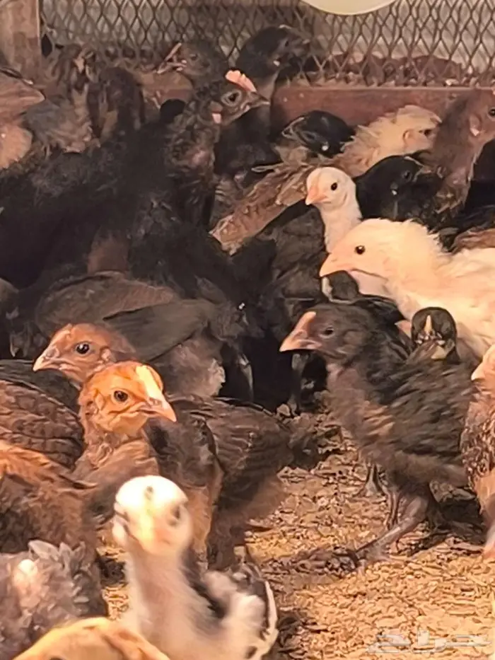 صيصان بلدي 1