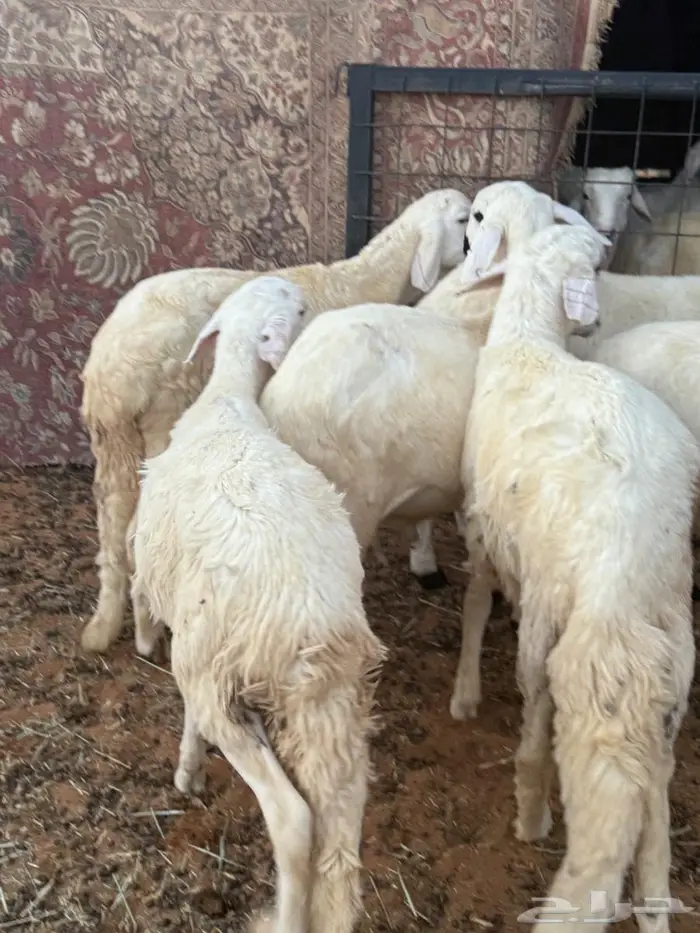 جذعان سواكن مرابي 0