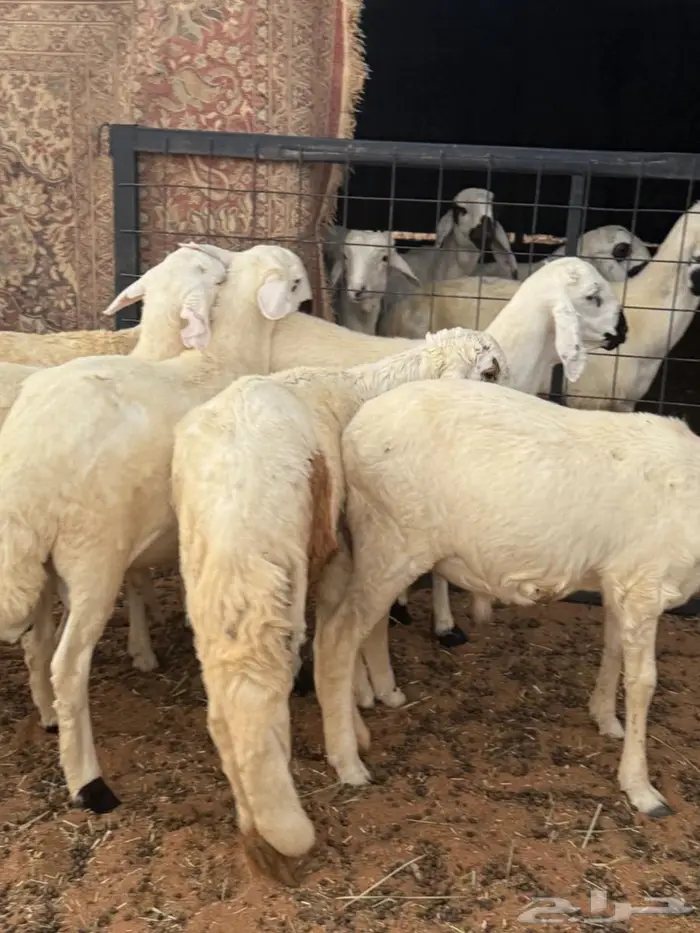 جذعان سواكن مرابي 2