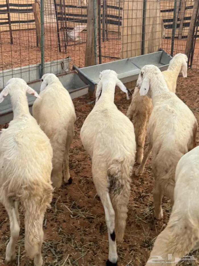 جذعان سواكن مرابي 1