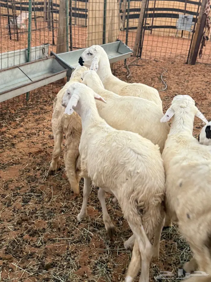 جذعان سواكن مرابي 3