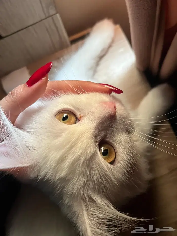 بسه شيرازي 3